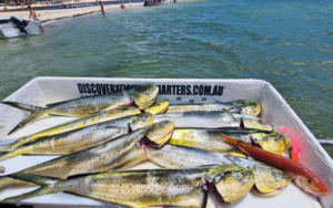 Mahi Mahi fishing